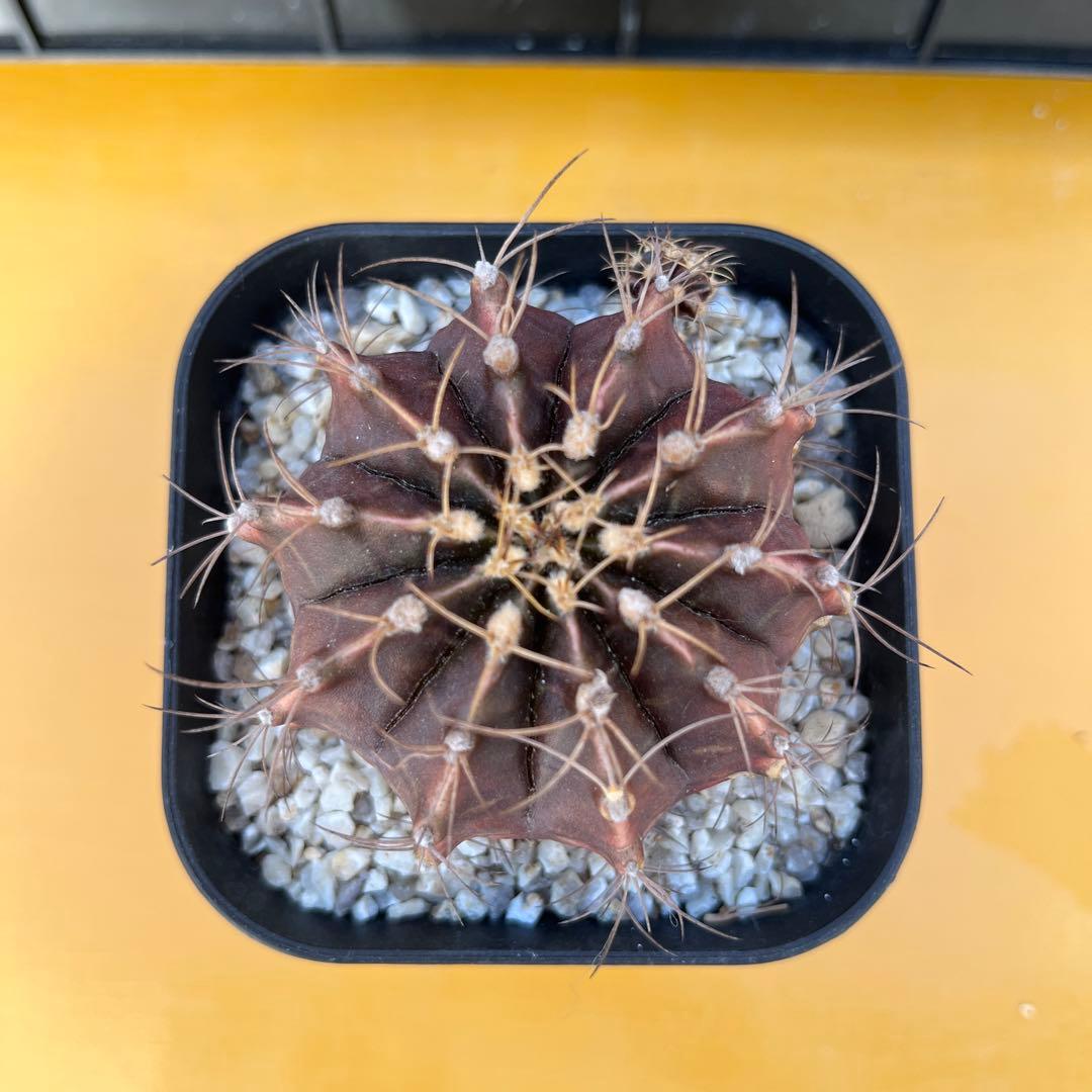 ギムノカリキウム　牡丹玉メンドーサエンセ