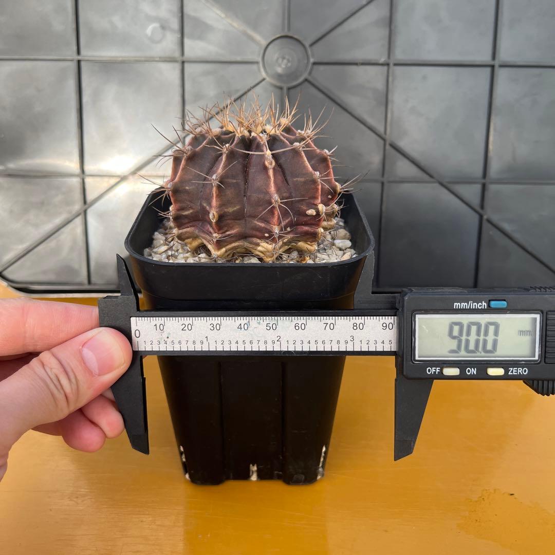 ギムノカリキウム　牡丹玉メンドーサエンセ