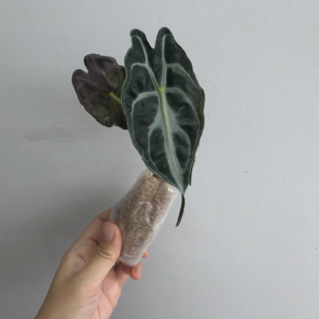 アロカシア ヴェノム Alocasia 'Venom' 管理番号s220