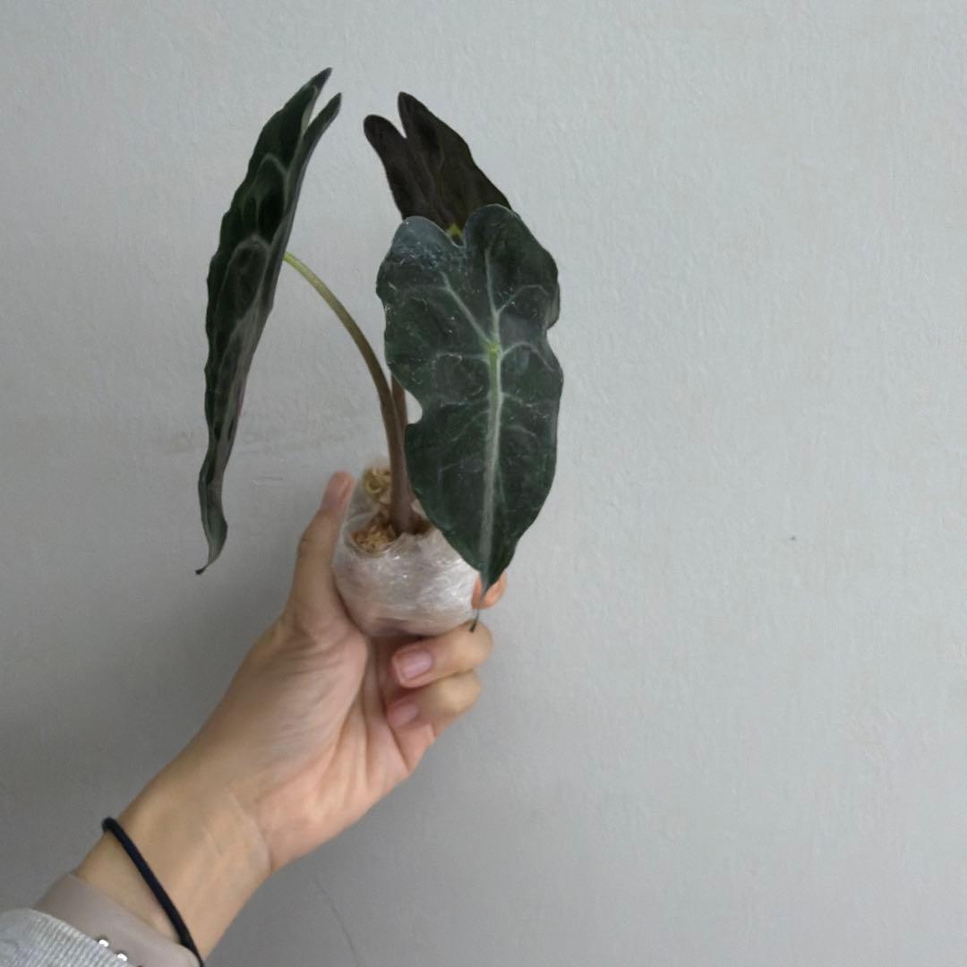 アロカシア ヴェノム Alocasia 'Venom' 管理番号s220