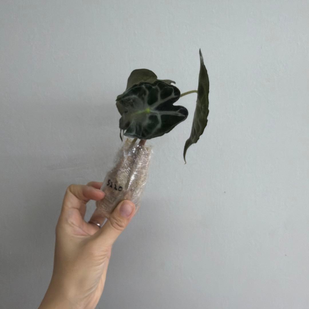 アロカシア ヴェノム Alocasia 'Venom' 管理番号s220