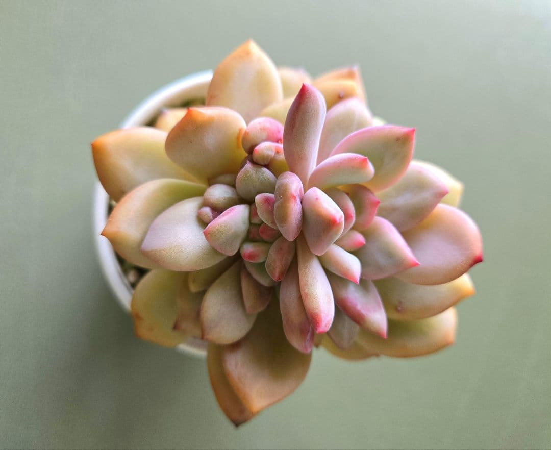 多肉植物 ♡アリエル 古株 大苗♡綴化開始？？