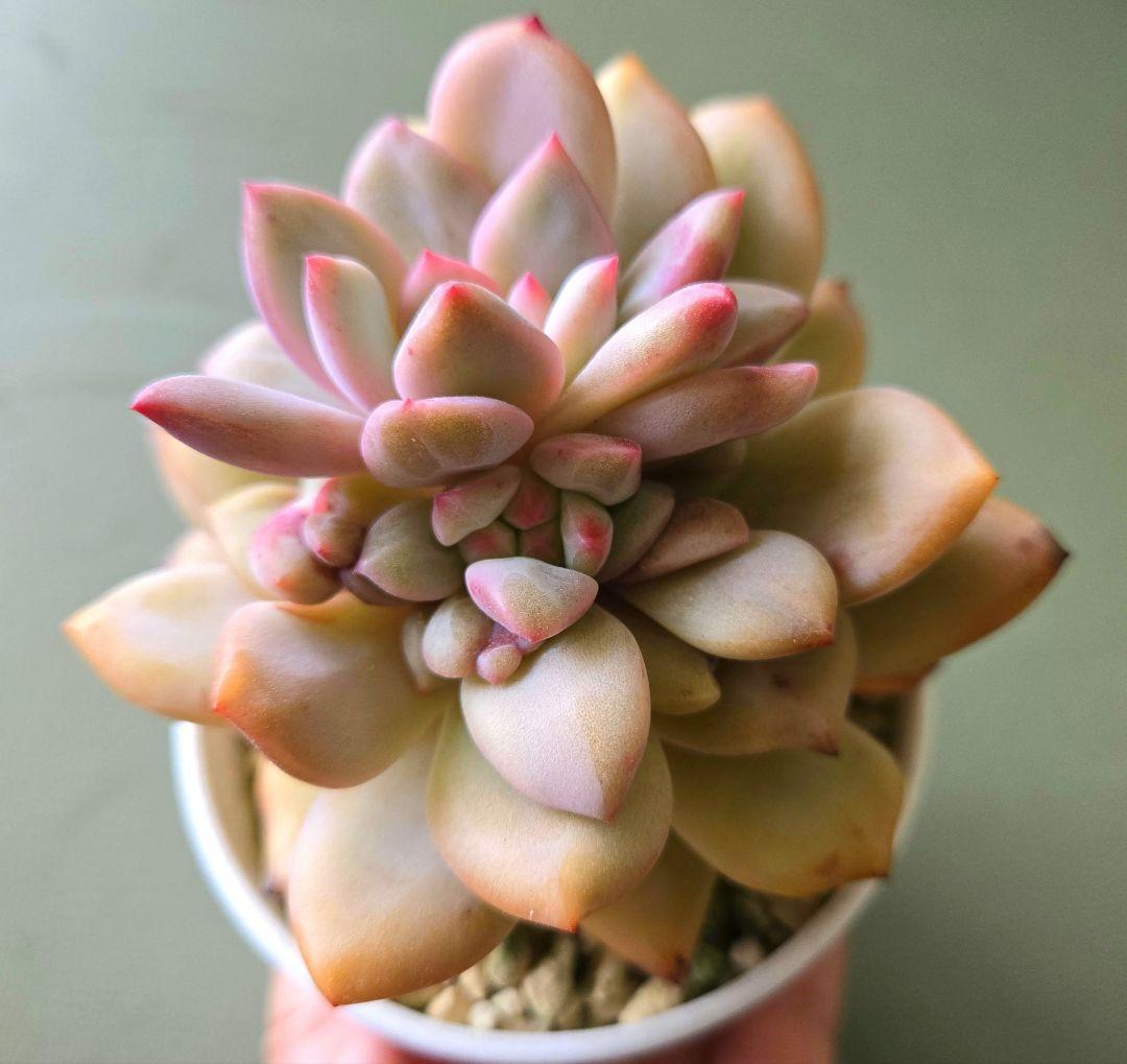 多肉植物 ♡アリエル 古株 大苗♡綴化開始？？