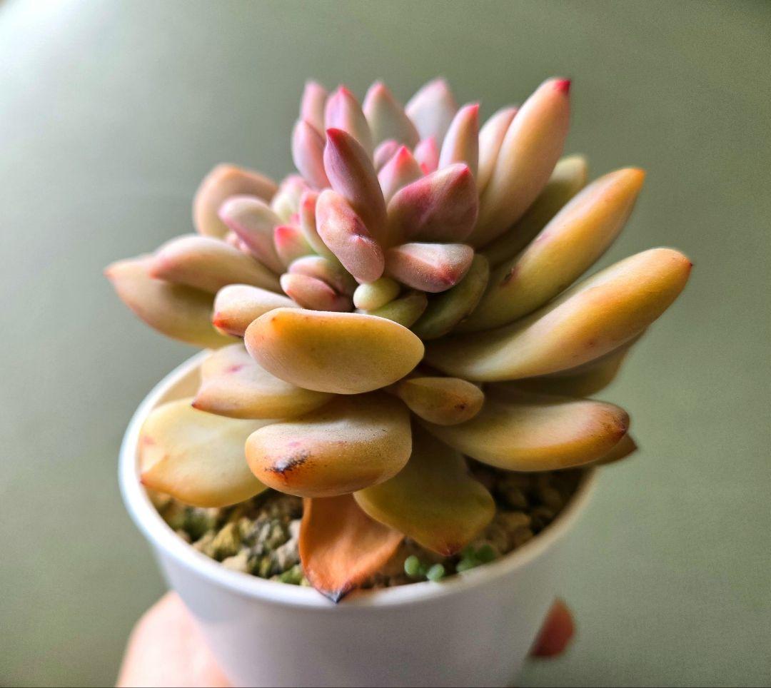 多肉植物 ♡アリエル 古株 大苗♡綴化開始？？