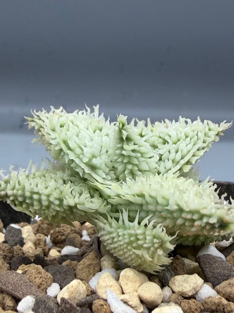 アロエ　ハイブリッド　Aloe hybrid 子株　第四種Ma−5