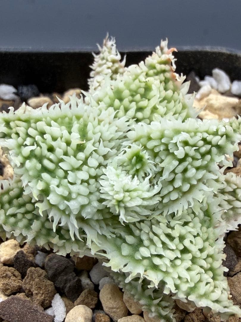 アロエ　ハイブリッド　Aloe hybrid 子株　第四種Ma−5