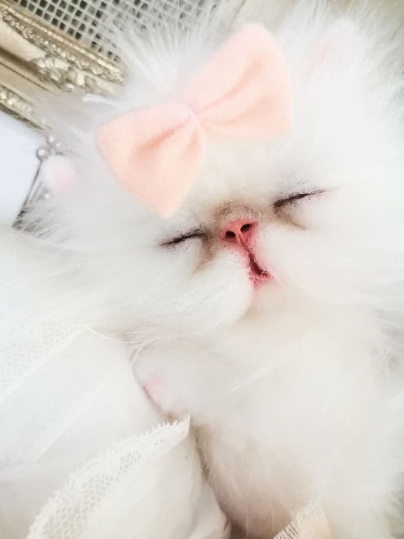 Milky様ご予約❤おねむちゃん♡エキゾチックベビー♡子猫ちゃん♡アートドール♡