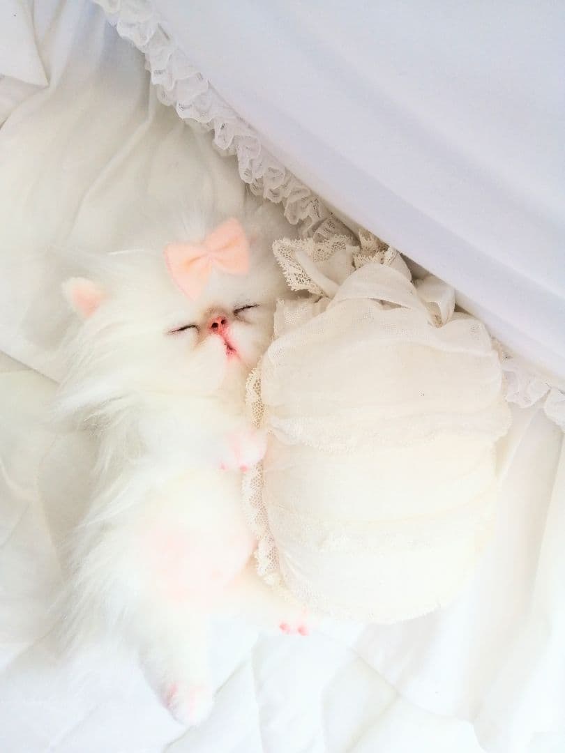 Milky様ご予約❤おねむちゃん♡エキゾチックベビー♡子猫ちゃん♡アートドール♡