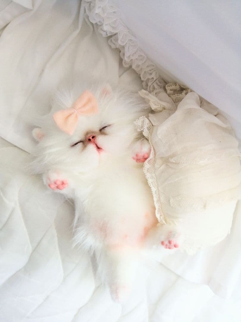 Milky様ご予約❤おねむちゃん♡エキゾチックベビー♡子猫ちゃん♡アートドール♡