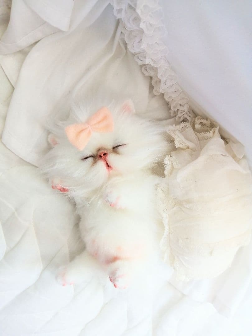Milky様ご予約❤おねむちゃん♡エキゾチックベビー♡子猫ちゃん♡アートドール♡