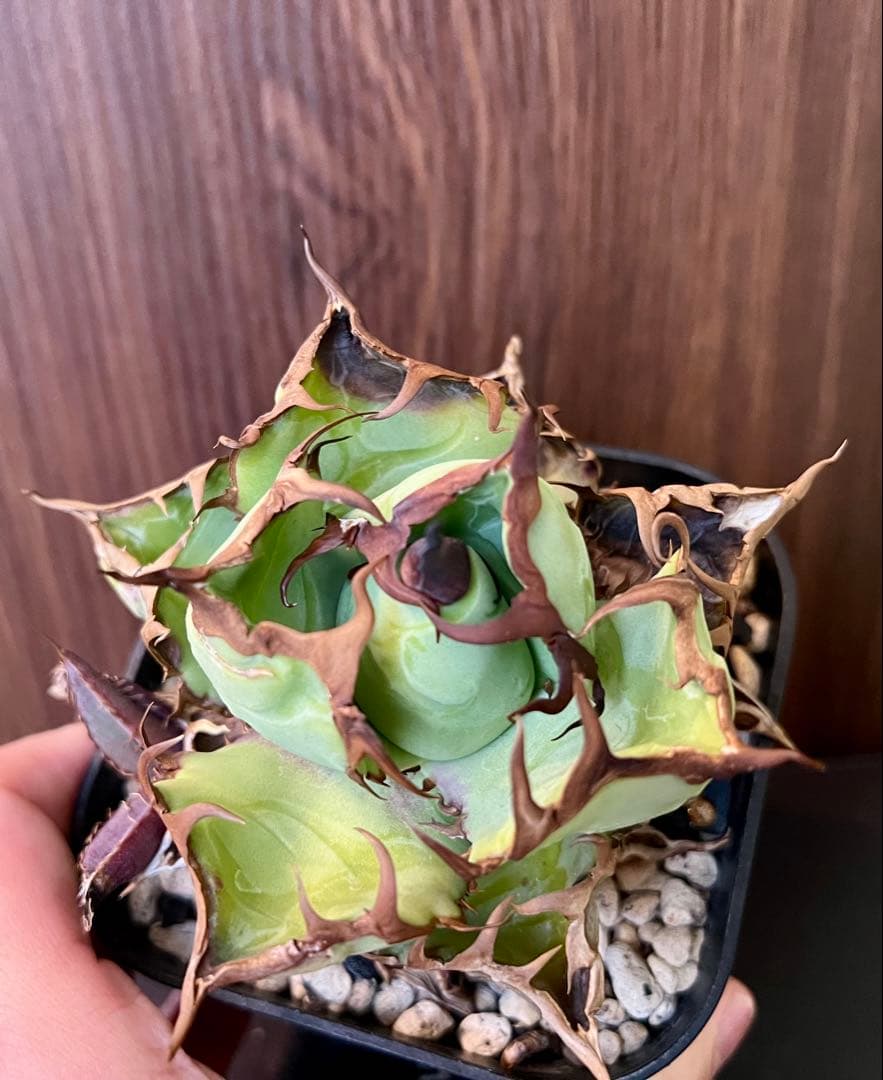 アガベ チタノタ USFO-076 2 Agave 悪魔 ブツブツ