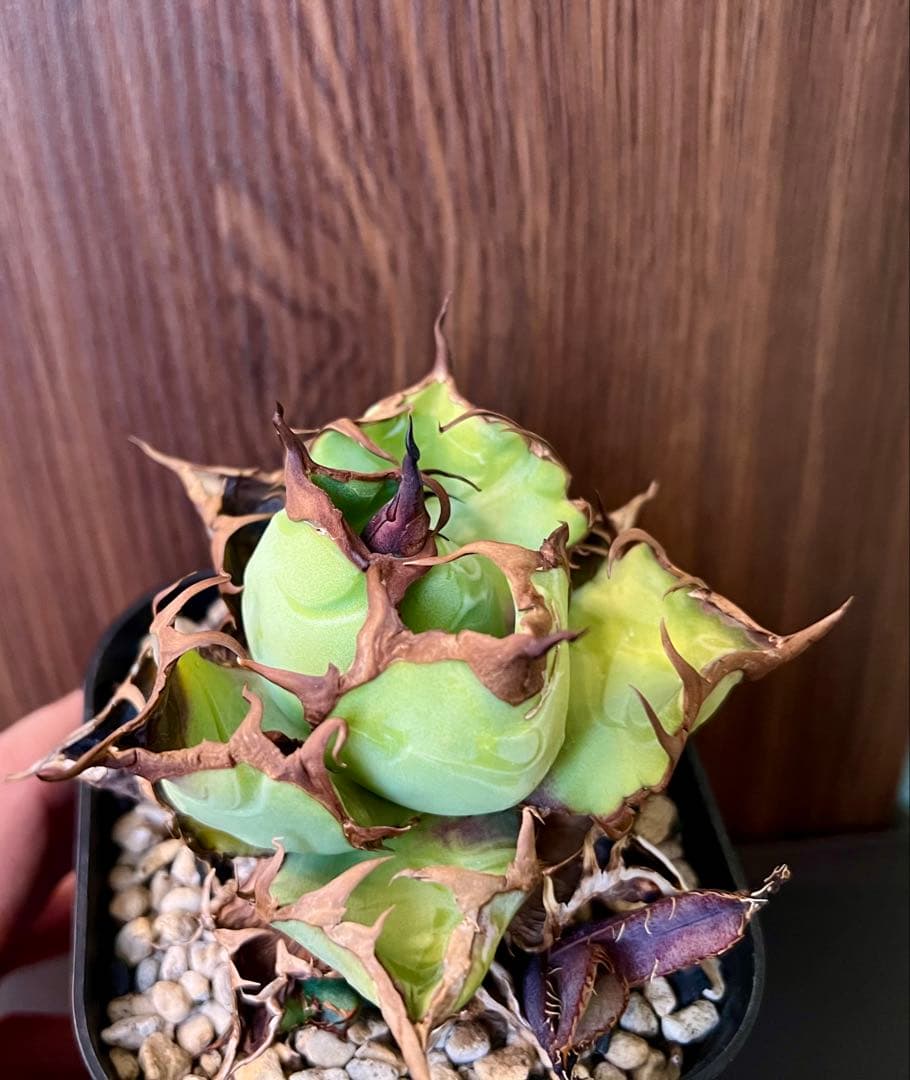 アガベ チタノタ USFO-076 2 Agave 悪魔 ブツブツ