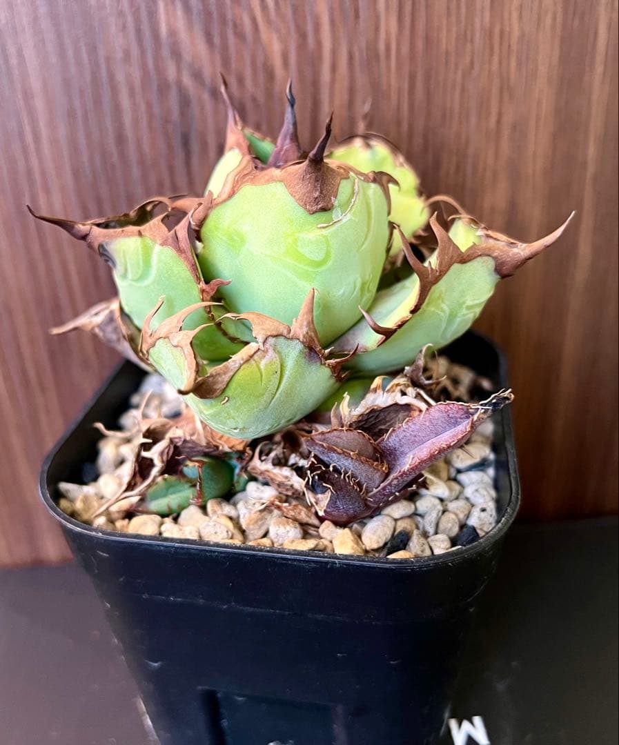 アガベ チタノタ USFO-076 2 Agave 悪魔 ブツブツ