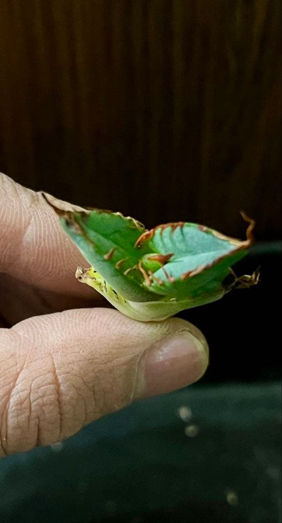 アガベ チタノタ USFO-076 2 Agave 悪魔 ブツブツ