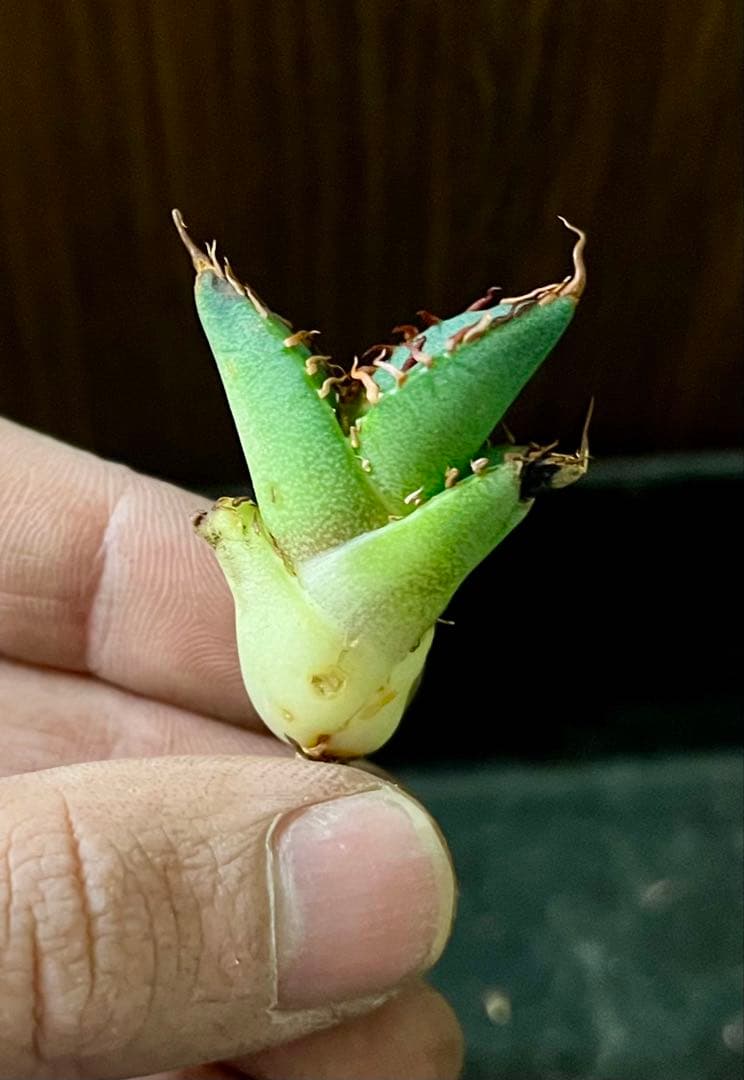 アガベ チタノタ USFO-076 2 Agave 悪魔 ブツブツ