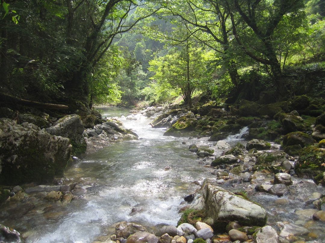 Canon IXY DIGITAL 50 コンパクトデジタルカメラ シルバー