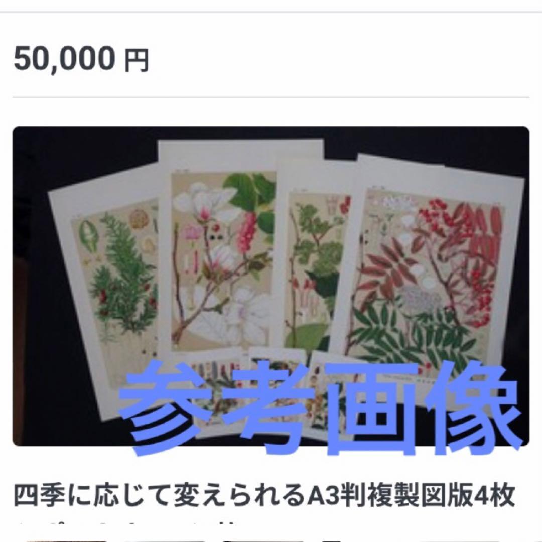 貴重　北海道主要樹木図譜　リトグラフ　額装品