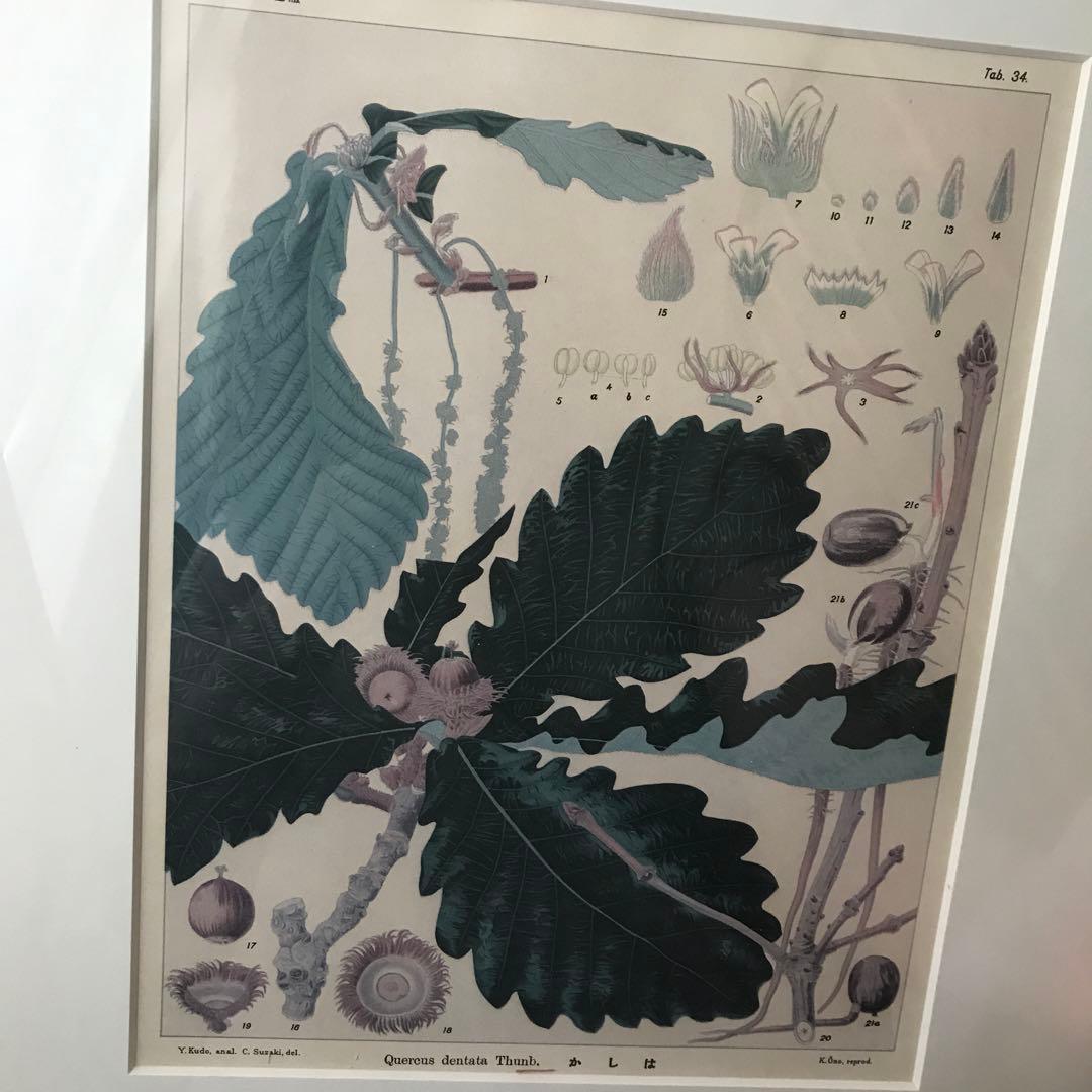 貴重　北海道主要樹木図譜　リトグラフ　額装品