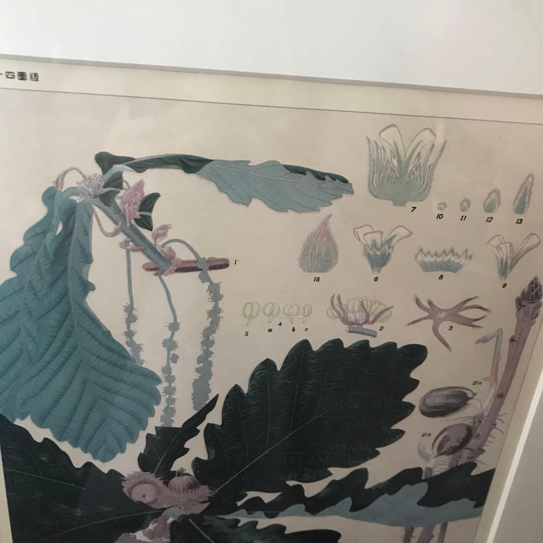 貴重　北海道主要樹木図譜　リトグラフ　額装品