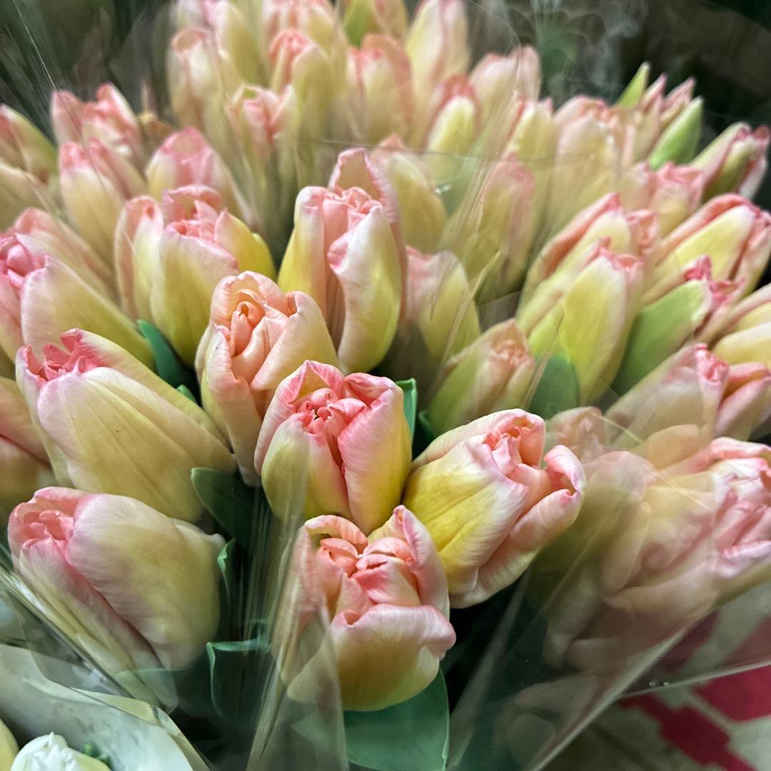 po-po様　ドッカム　ロレンゾ　リジョイス