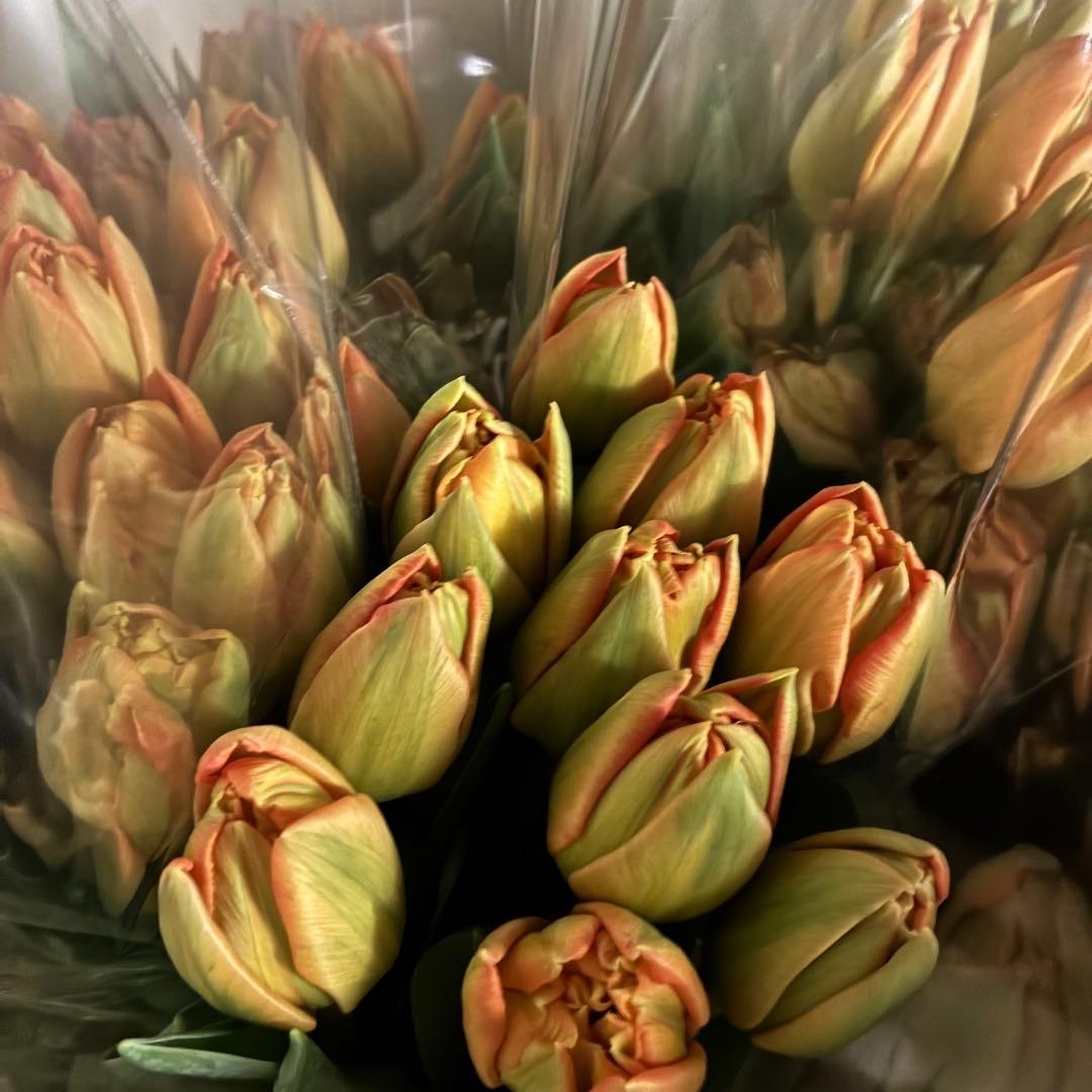 po-po様　ドッカム　ロレンゾ　リジョイス