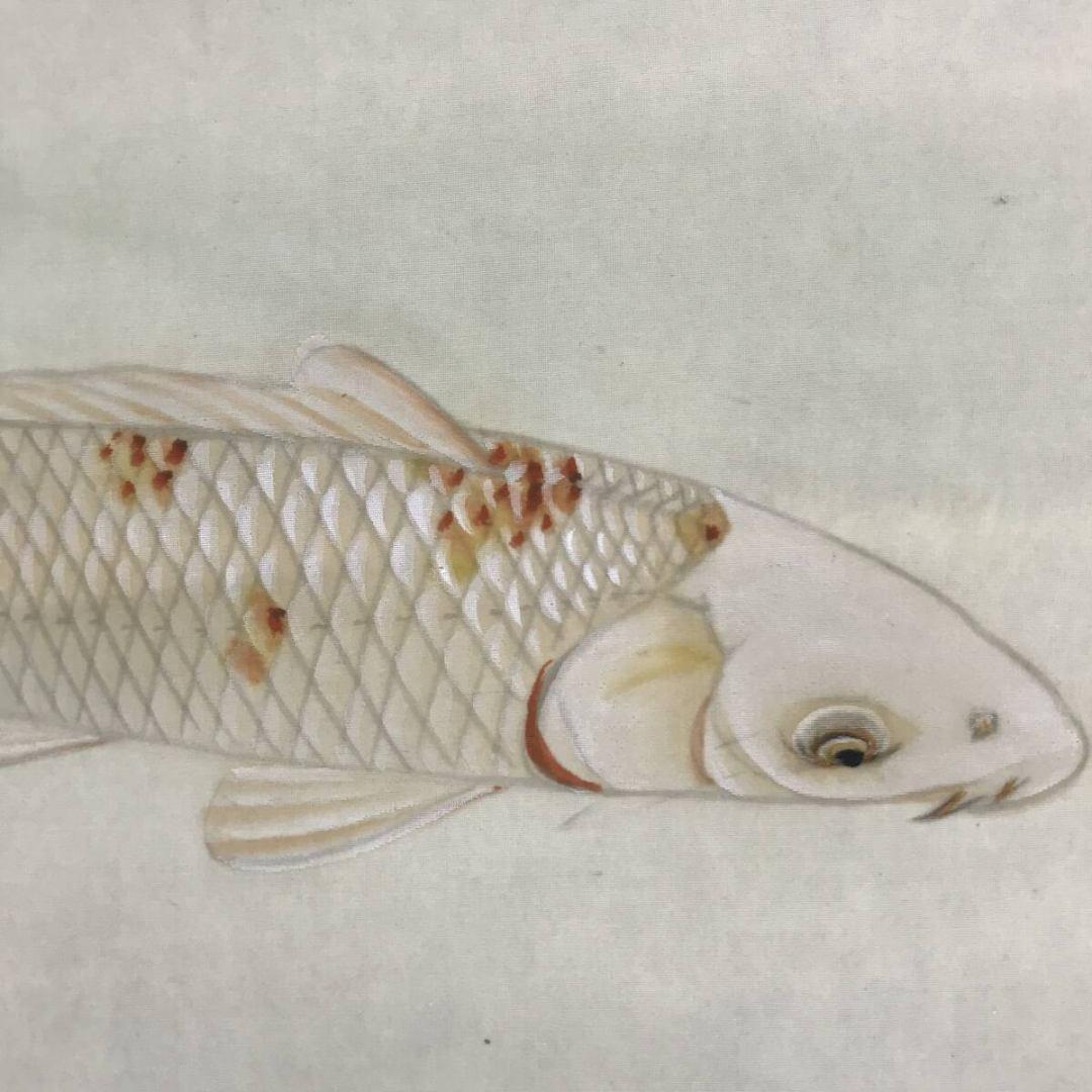 真作/上田陽凱/上田陽愷/朝陽遊鯉/游鯉/横物/花鳥図/掛軸☆宝船☆AK-882