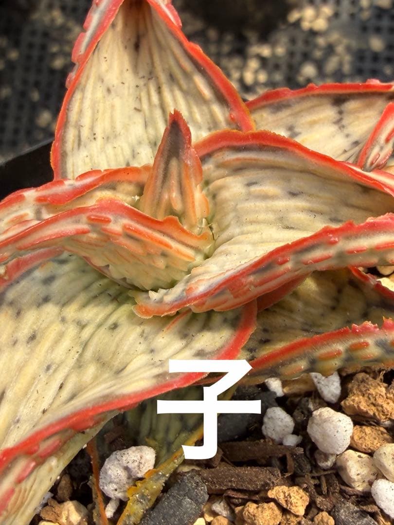 アロエ　ハイブリッド　子株Aloe hybrid 第四種　Fe−42