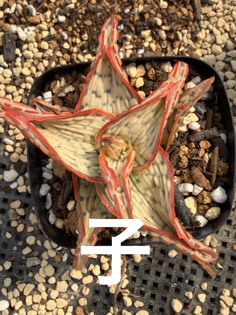 アロエ　ハイブリッド　子株Aloe hybrid 第四種　Fe−42