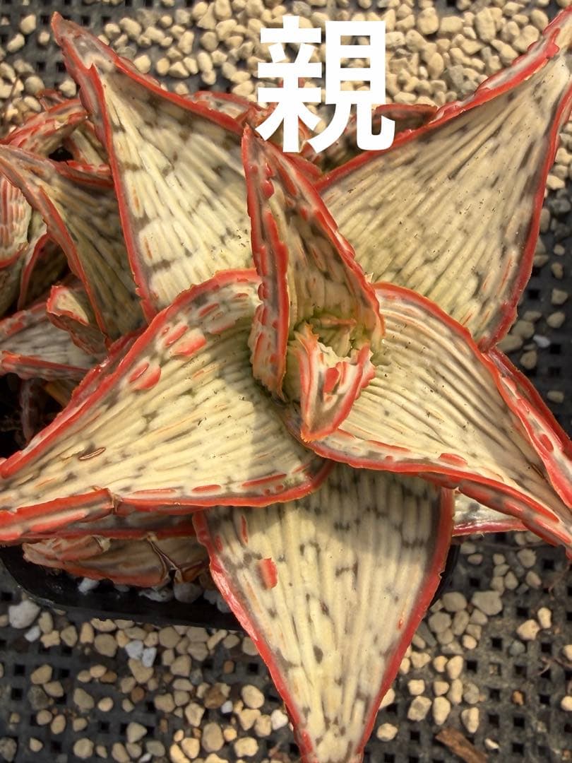 アロエ　ハイブリッド　子株Aloe hybrid 第四種　Fe−42