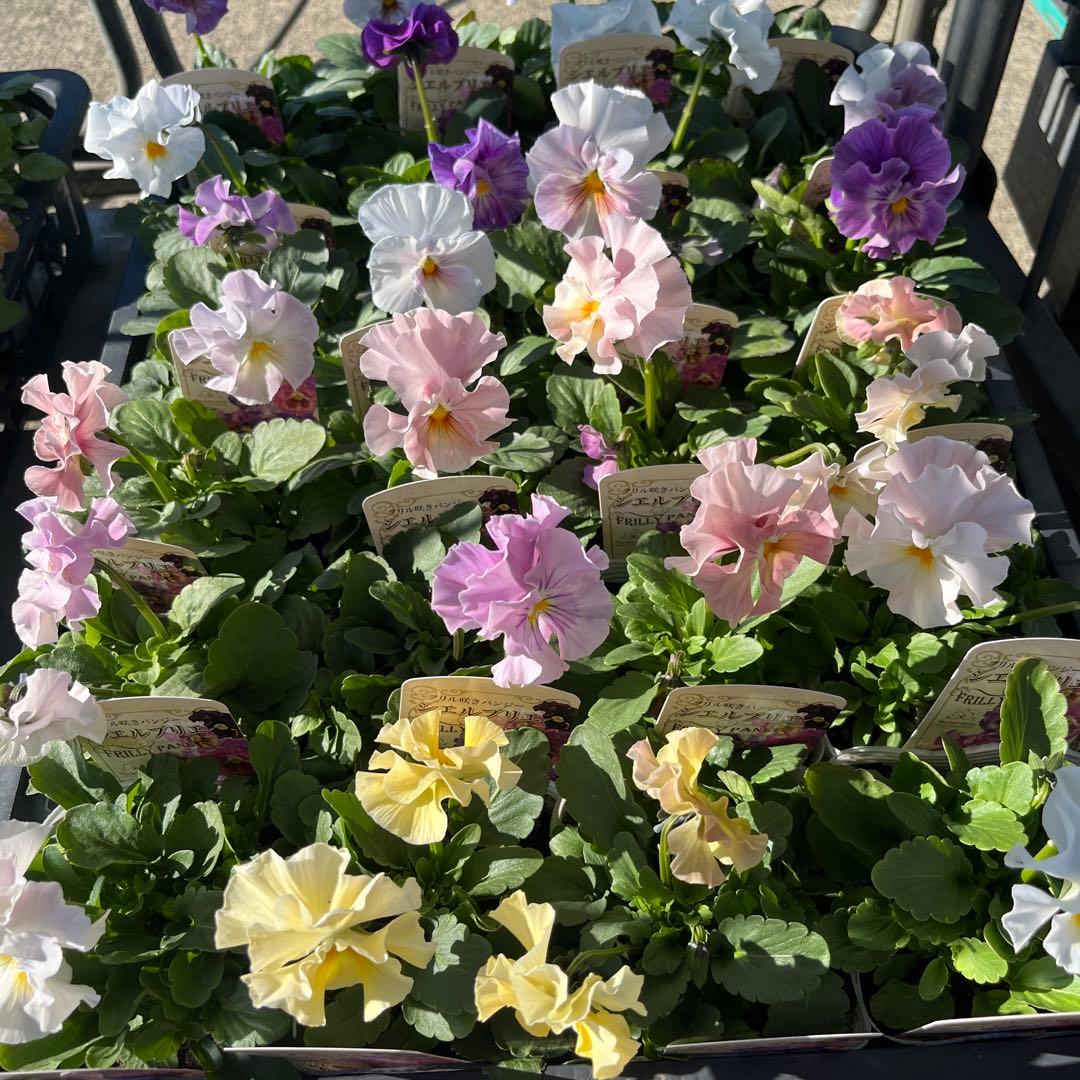 パンジー　ビオラ　ケース販売　24苗
