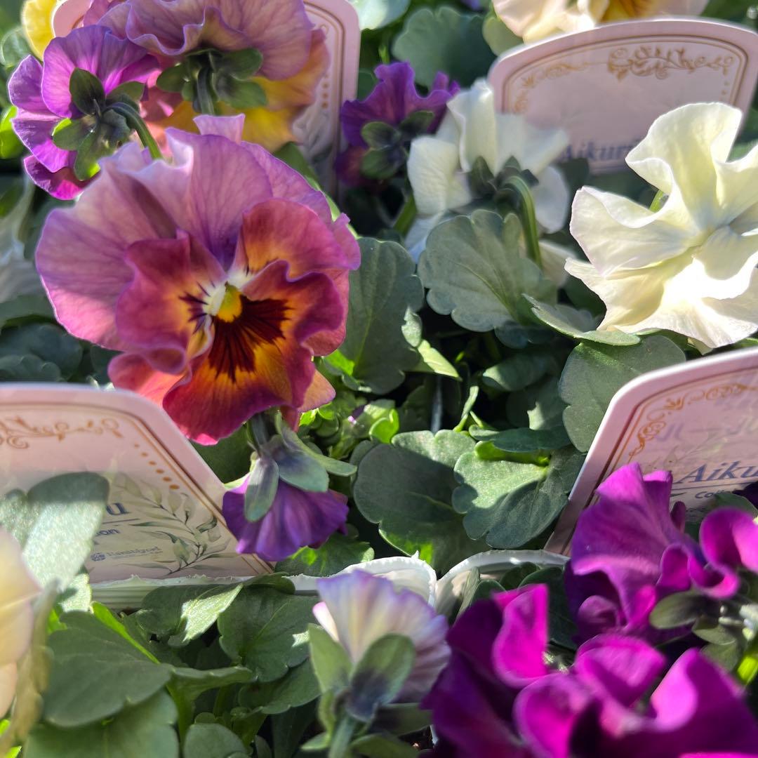 パンジー　ビオラ　ケース販売　24苗