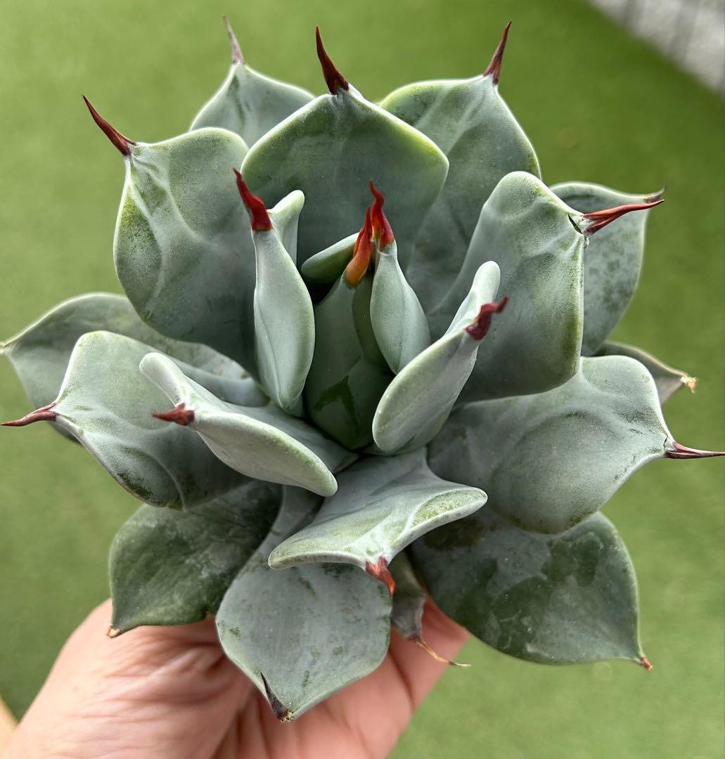 【選抜特選株】アガベ　イシスメンシス　一本棘③極上株　根付き