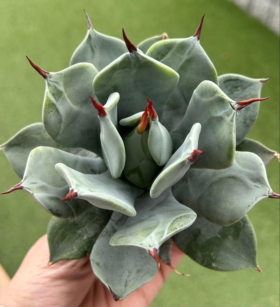 【選抜特選株】アガベ　イシスメンシス　一本棘③極上株　根付き