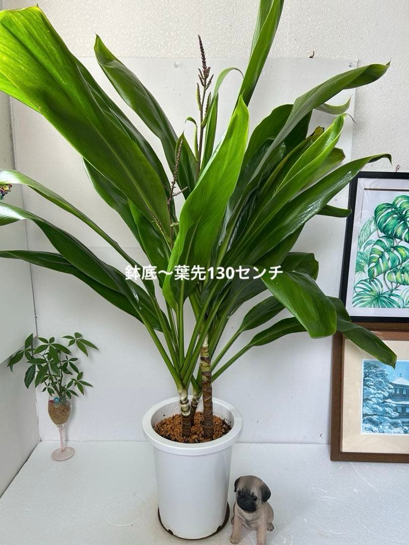 ティーリーフ8号大