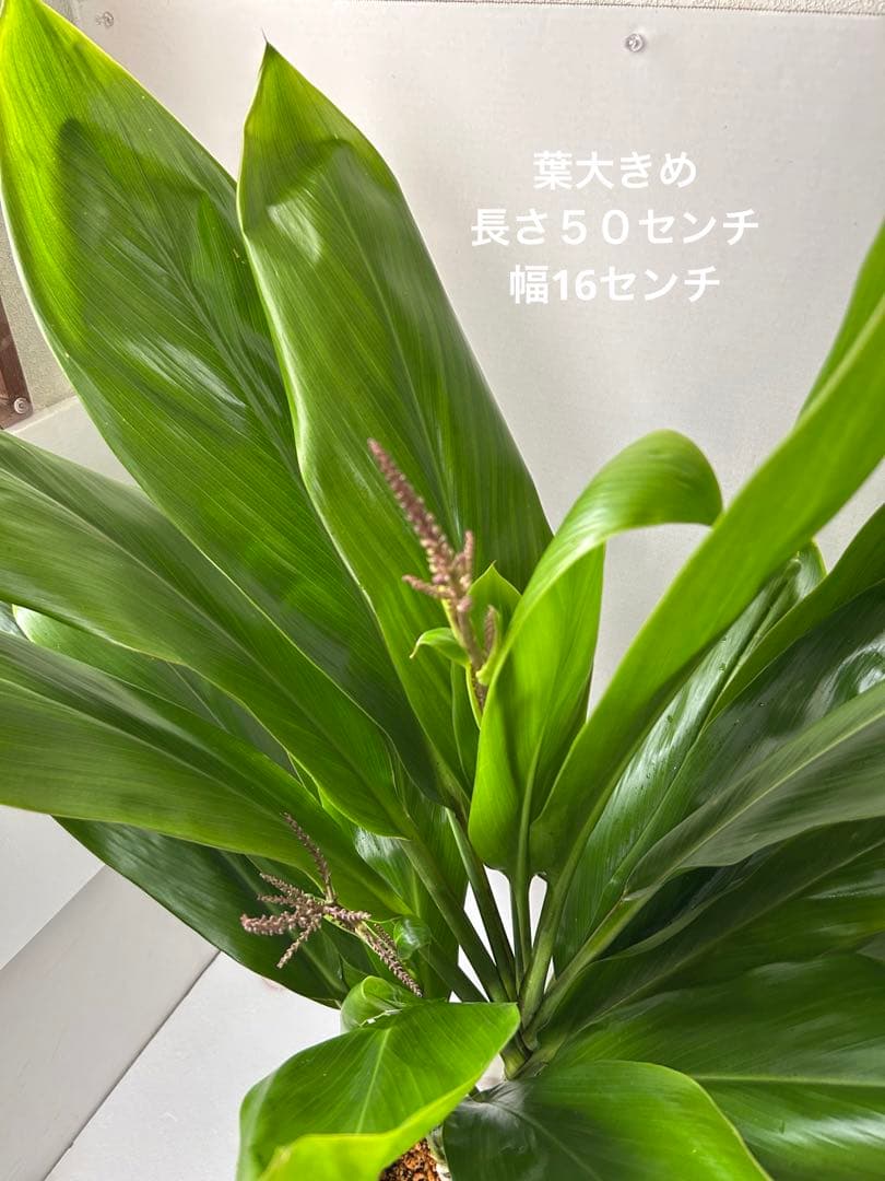 ティーリーフ8号大