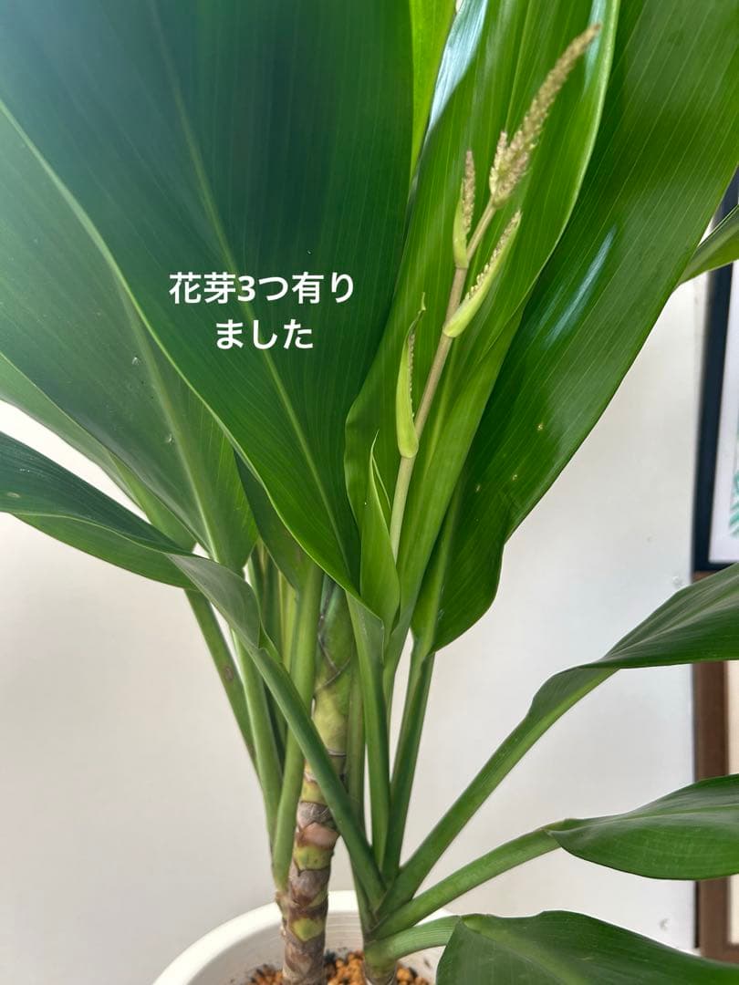 ティーリーフ8号大