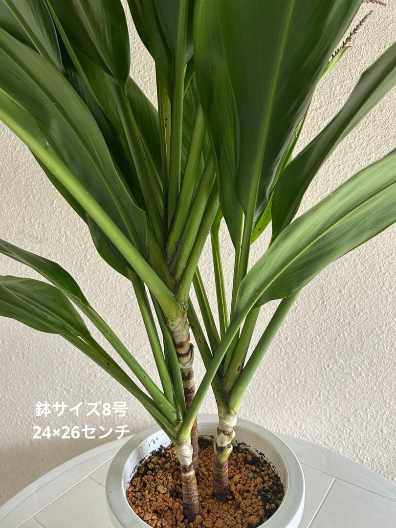 ティーリーフ8号大