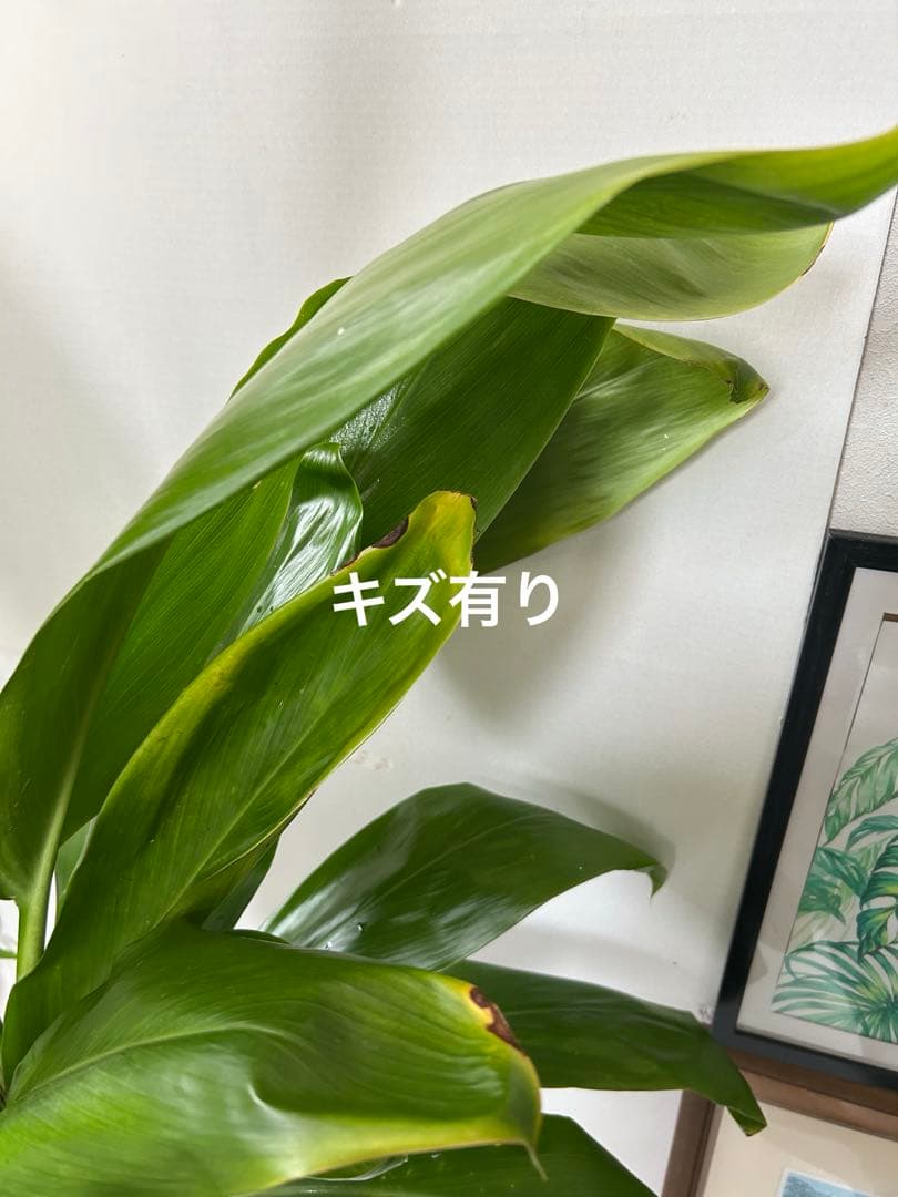 ティーリーフ8号大