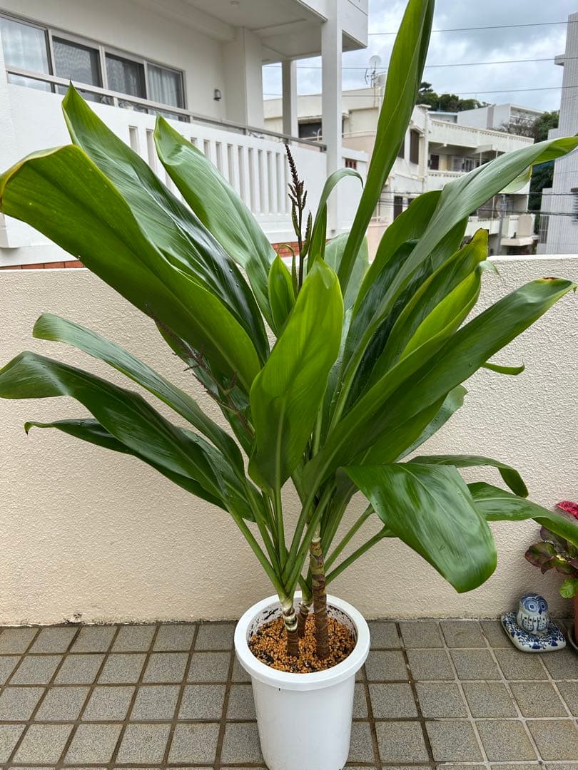 ティーリーフ8号大