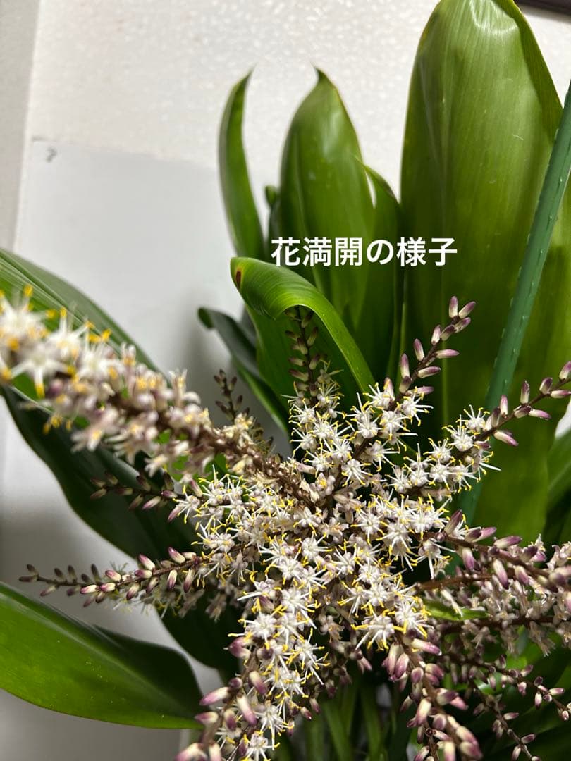 ティーリーフ8号大