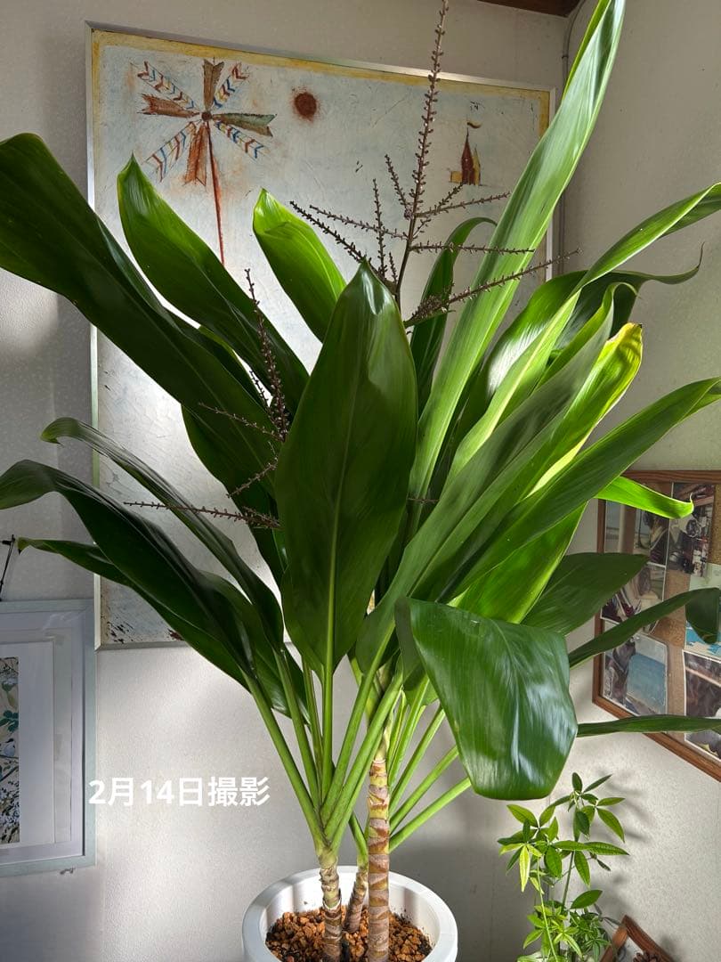 ティーリーフ8号大