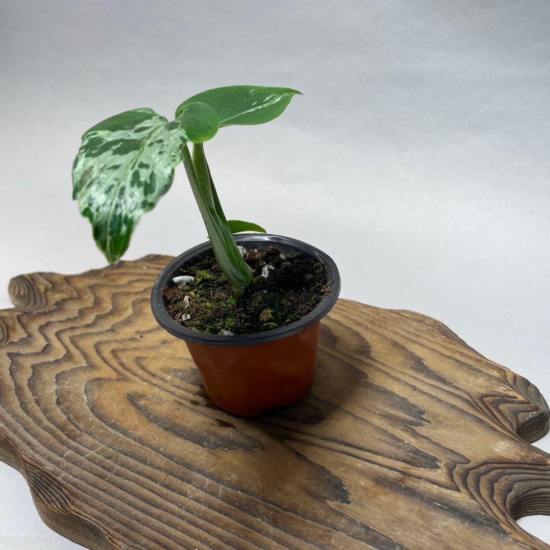 t*☆様 q18品種保証！斑入り保証！Bulbasaurモンステラ バルバソー