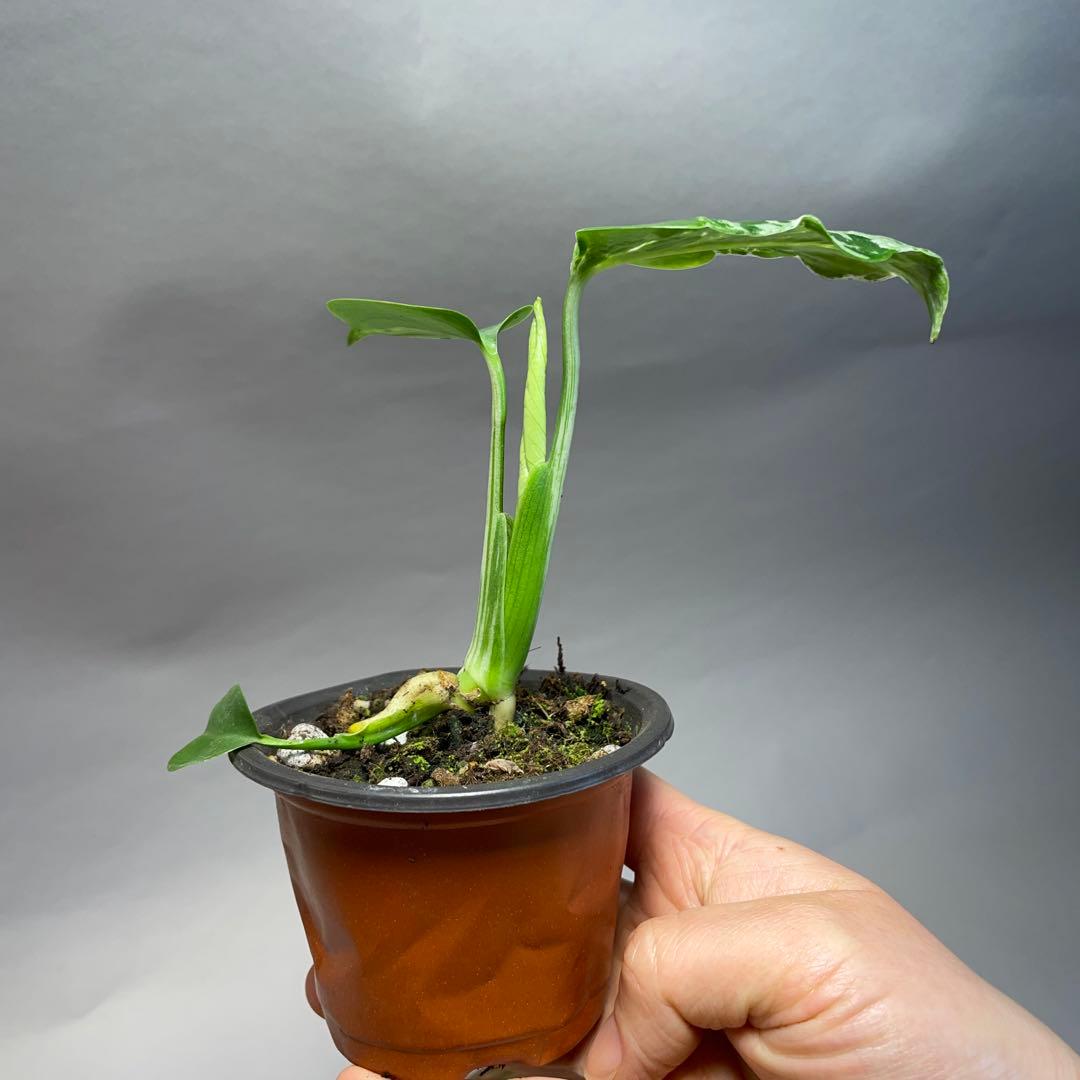 t*☆様 q18品種保証！斑入り保証！Bulbasaurモンステラ バルバソー