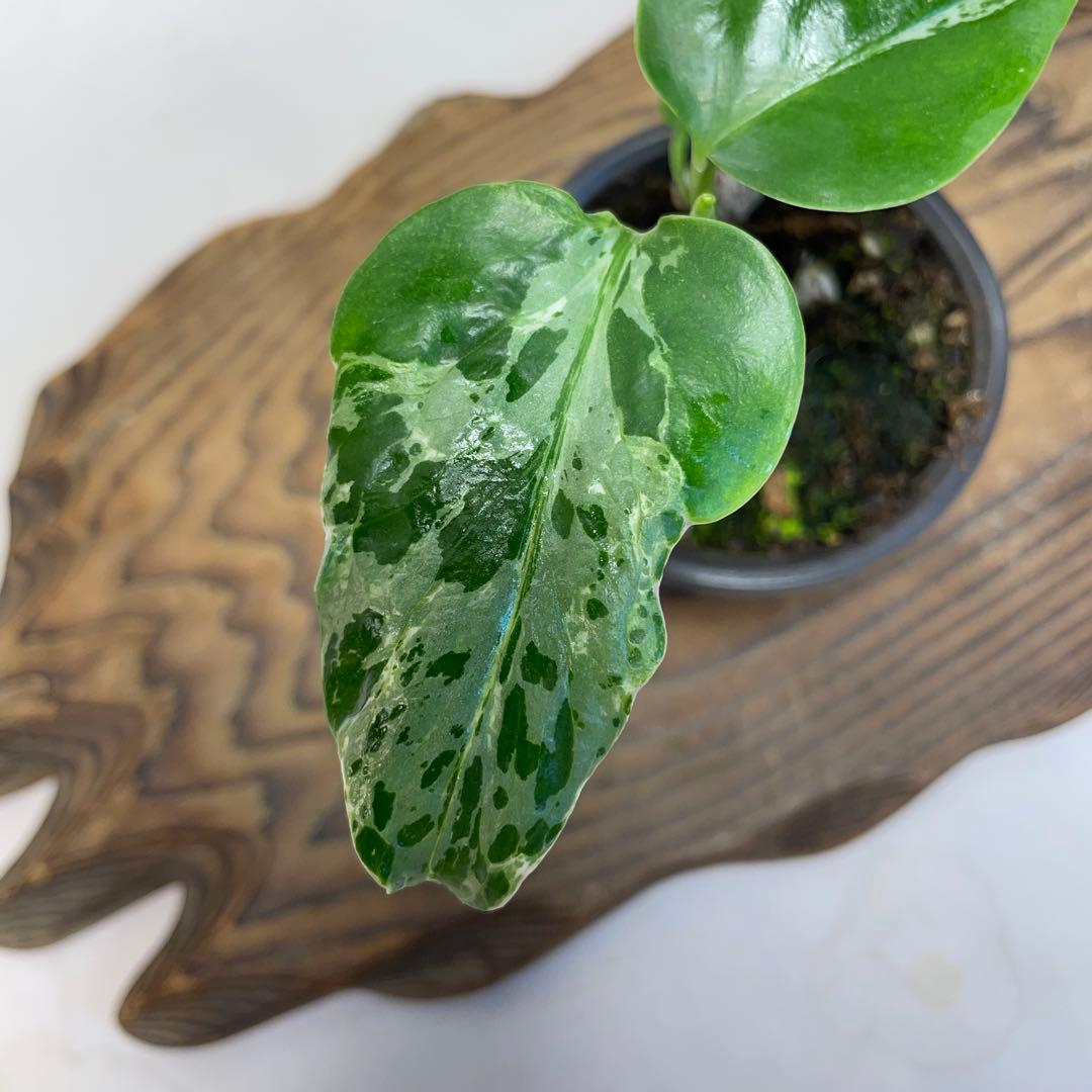 t*☆様 q18品種保証！斑入り保証！Bulbasaurモンステラ バルバソー