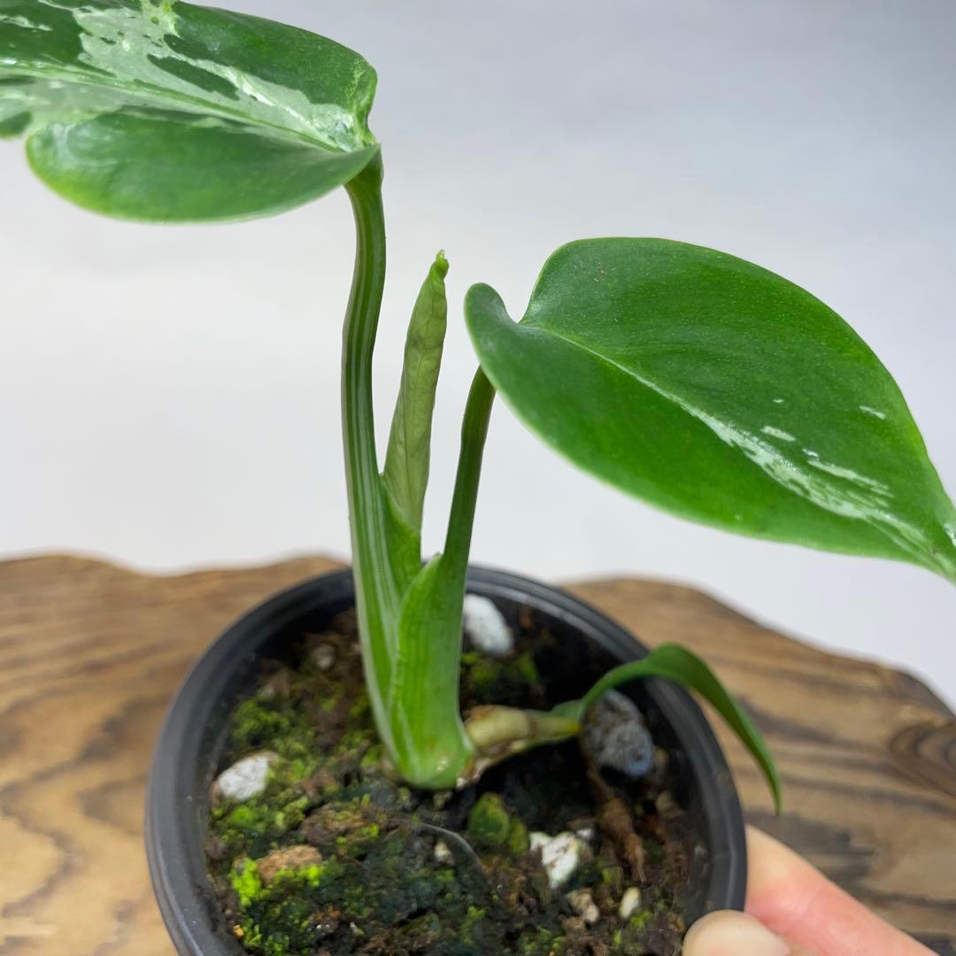 t*☆様 q18品種保証！斑入り保証！Bulbasaurモンステラ バルバソー