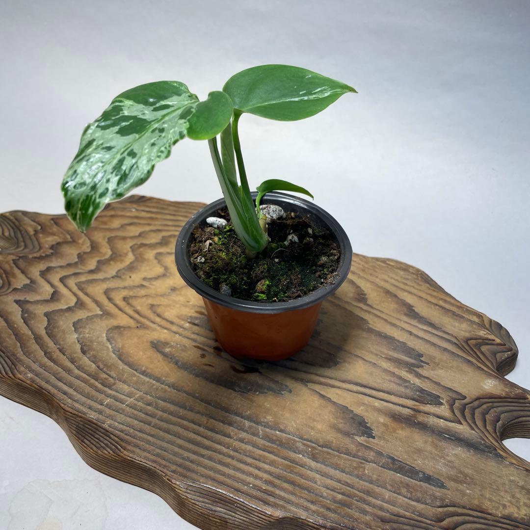 t*☆様 q18品種保証！斑入り保証！Bulbasaurモンステラ バルバソー