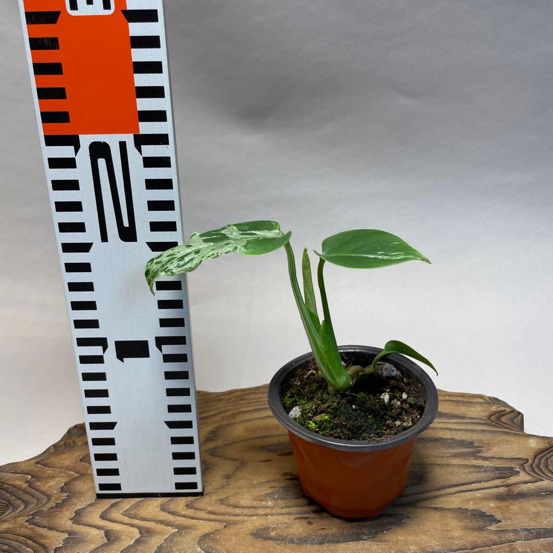 t*☆様 q18品種保証！斑入り保証！Bulbasaurモンステラ バルバソー