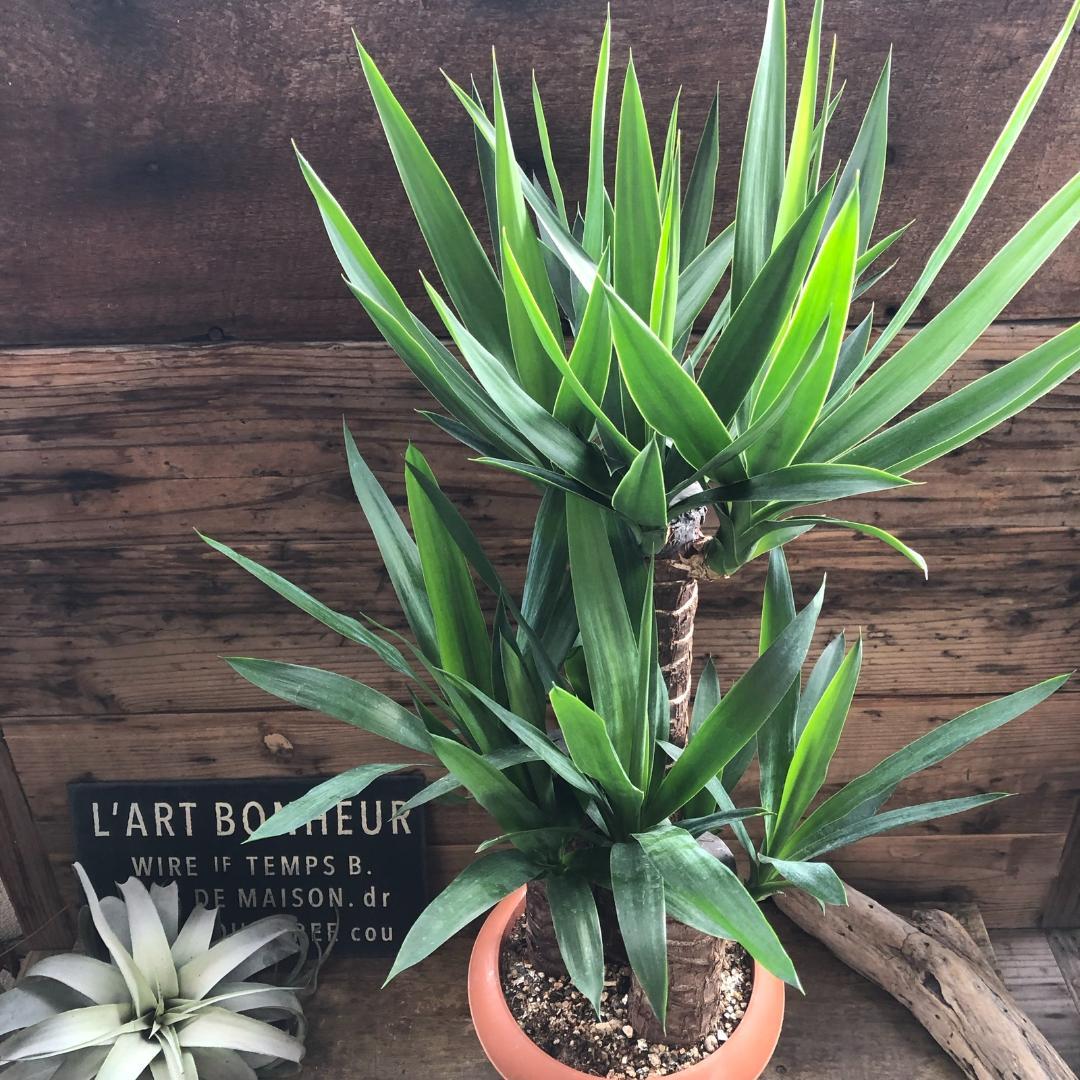 ★ポットごと♡7号♡ユッカ♡3本立て♡観葉植物♡おしゃれ♡インテリア