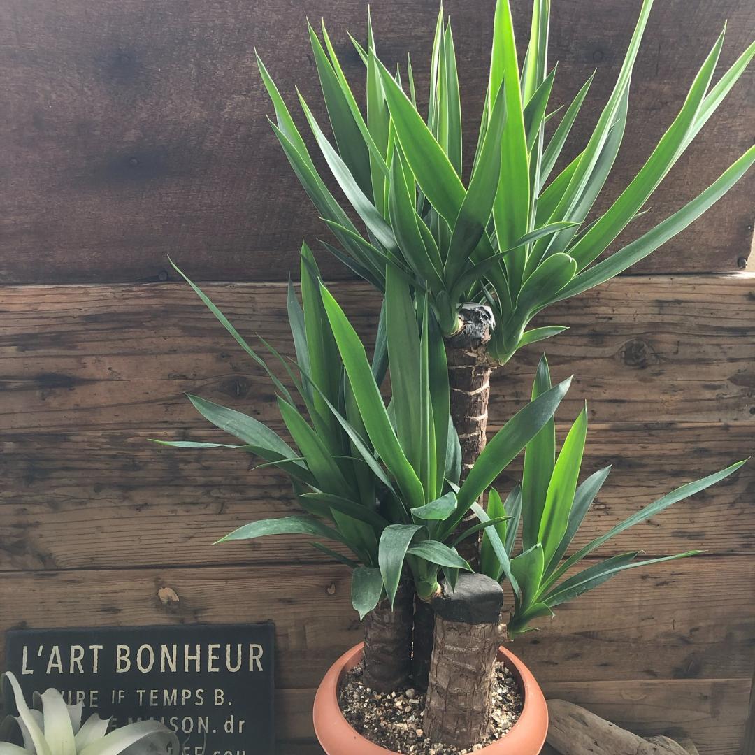 ★ポットごと♡7号♡ユッカ♡3本立て♡観葉植物♡おしゃれ♡インテリア