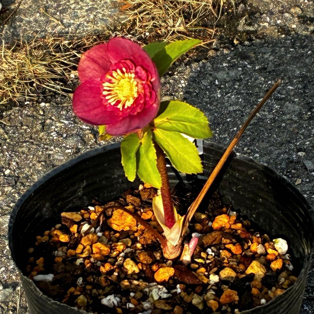 m*i様 3604☘️蕾花付き☘️極上☘️⭐️小輪⭐️ ハートSD⭐️オーレア⭐